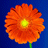 redflower.gif - 2,76 kB