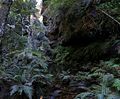 120px_rainforest_bluemountainsnsw.jpg - 4,40 kB